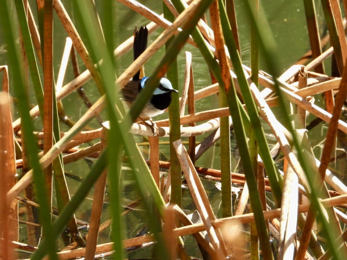 Superb Fairywren - ML641373396
