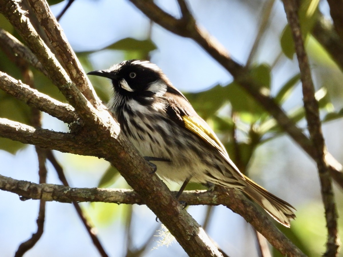 New Holland Honeyeater - ML641373398
