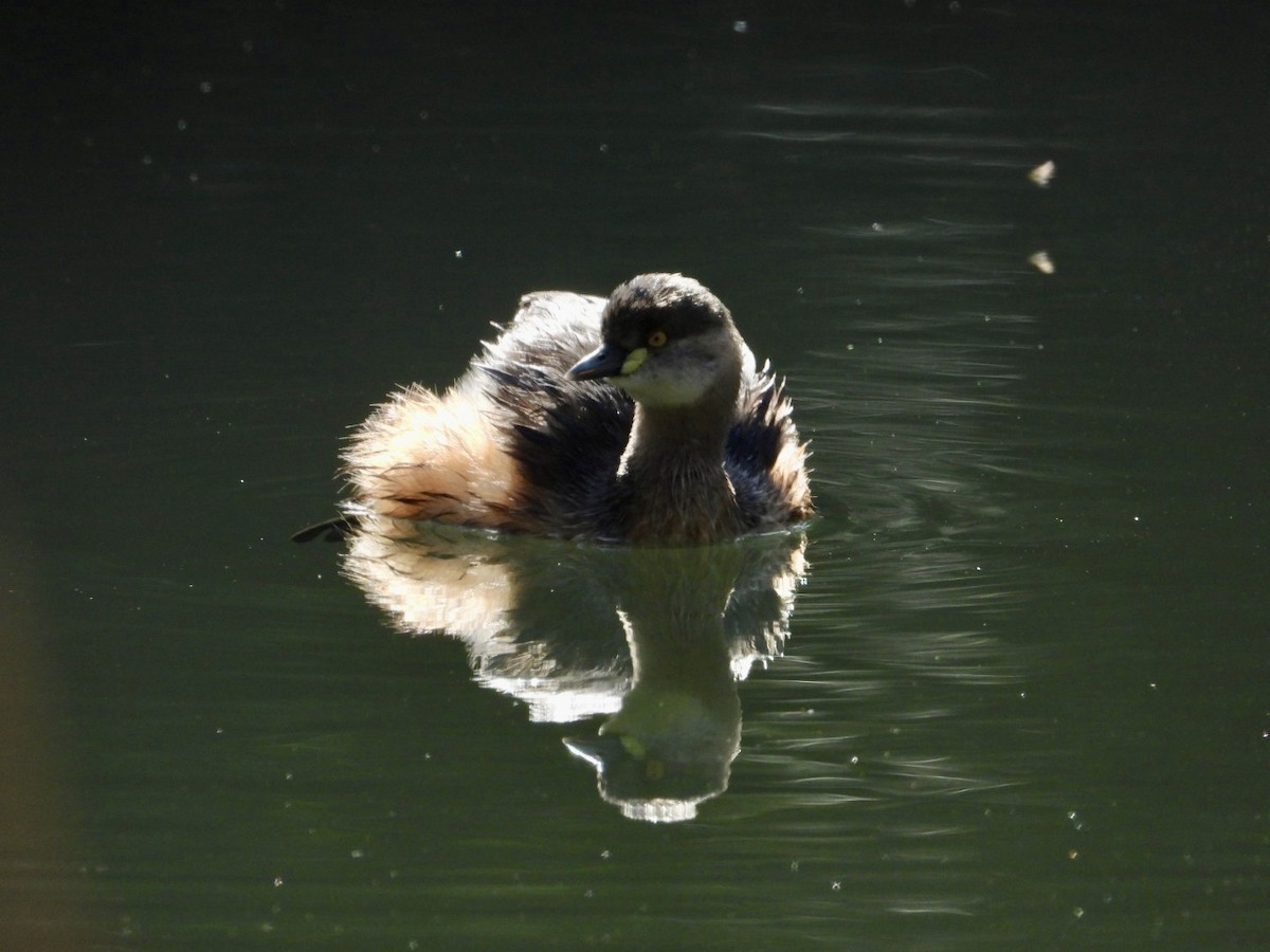 Australasian Grebe - ML641373406