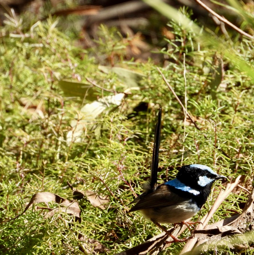 Superb Fairywren - ML641373407