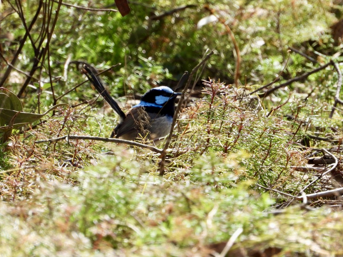 Superb Fairywren - ML641373408