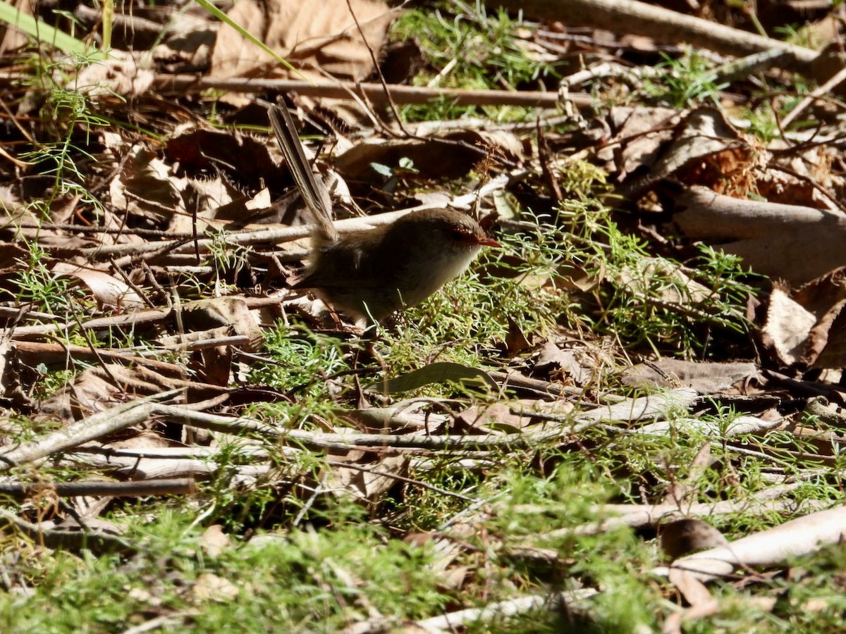 Superb Fairywren - ML641373409