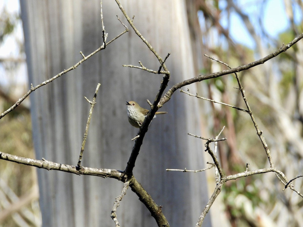 Brown Thornbill - ML641373412