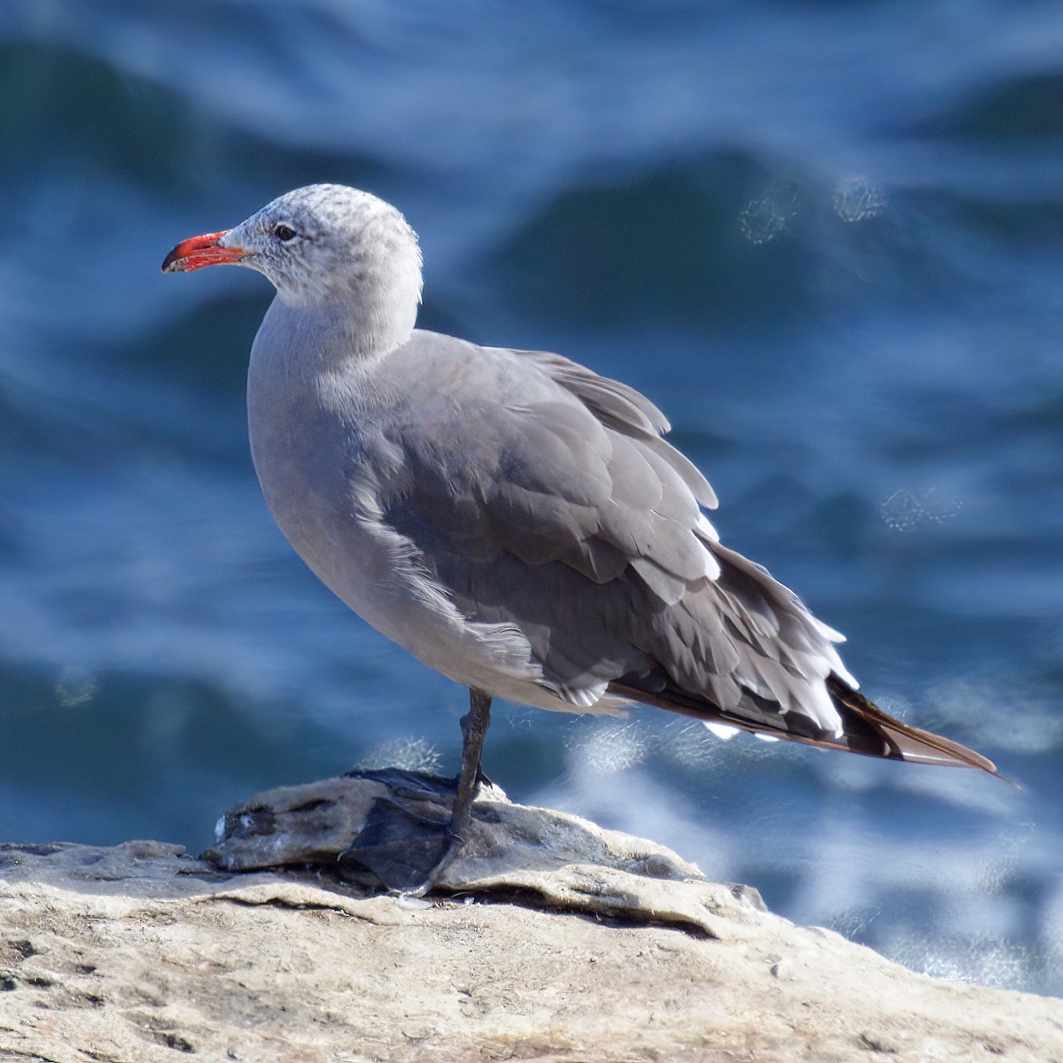 Heermann's Gull - ML641373420