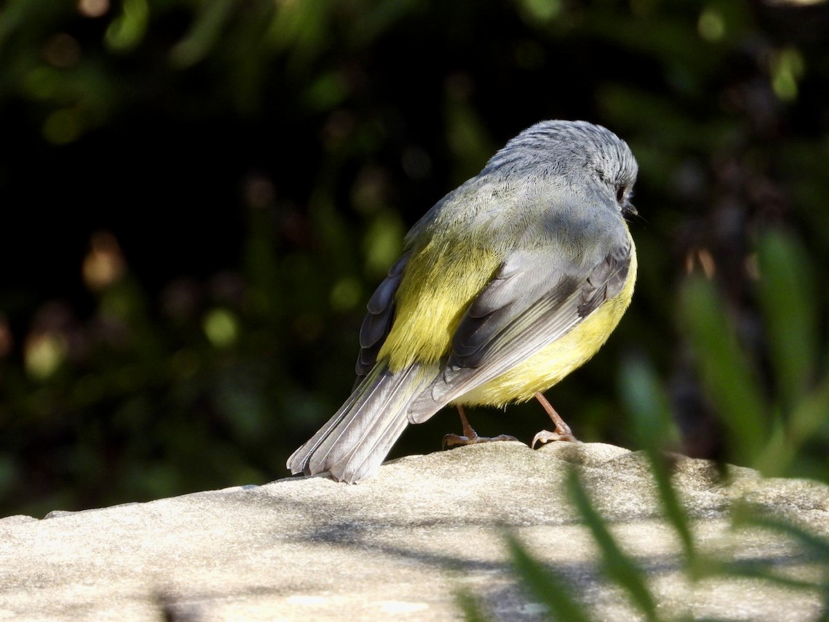 Eastern Yellow Robin - ML641373429