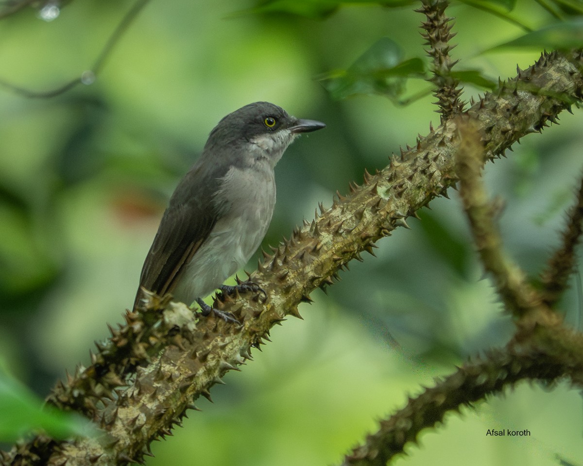 Malabar Woodshrike - ML641373451