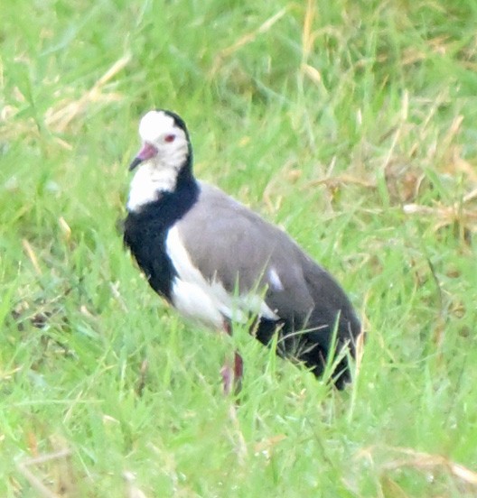 langtåvipe - ML641373462