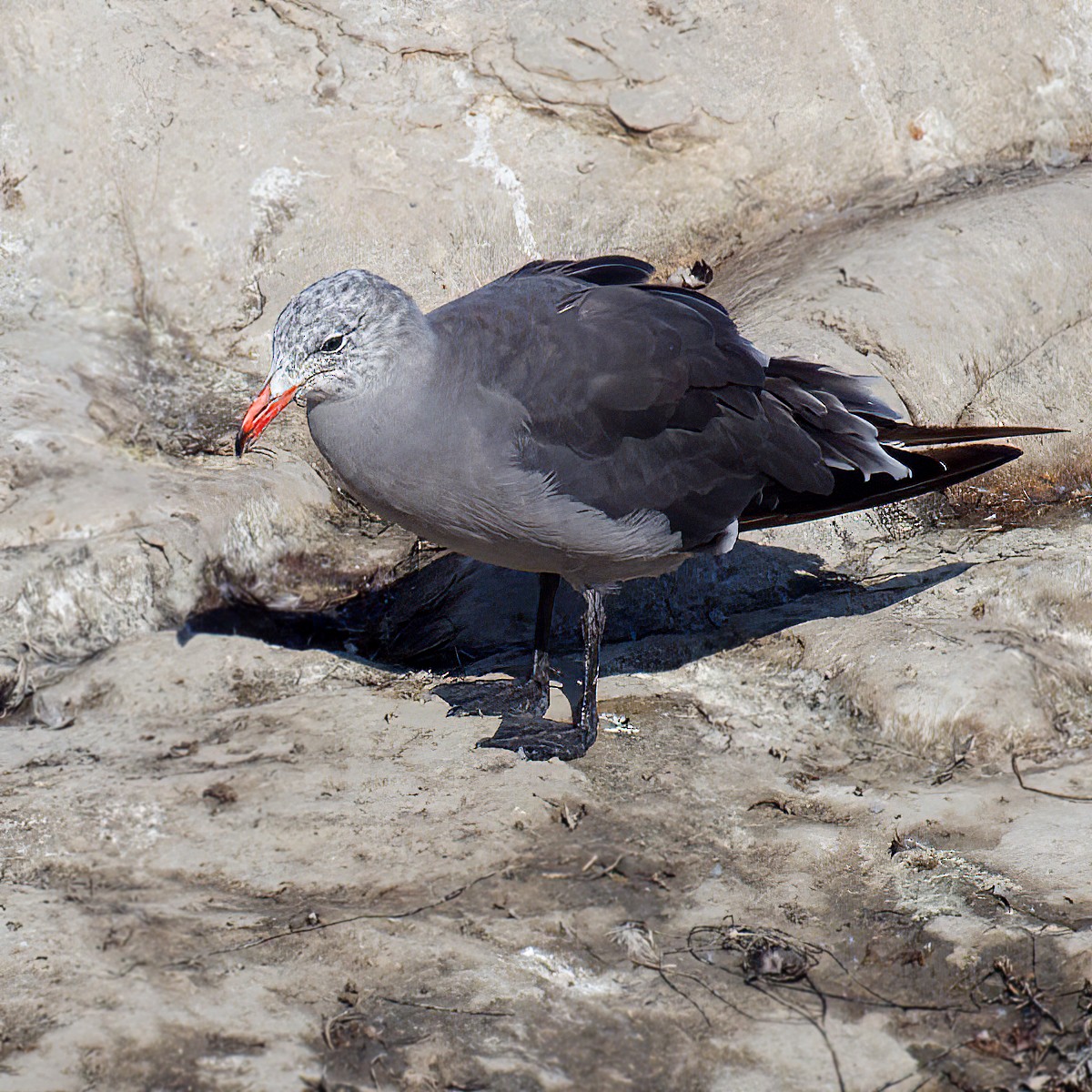 Heermann's Gull - ML641373466