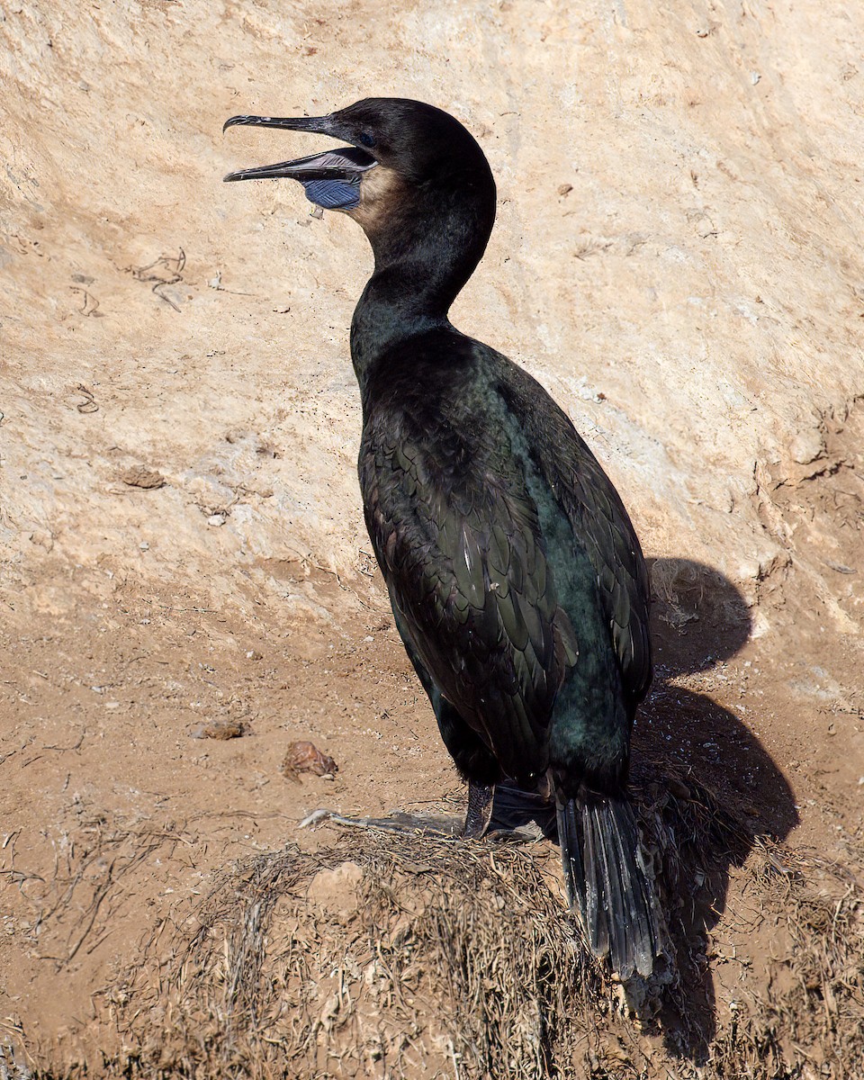 Brandt's Cormorant - ML641373469