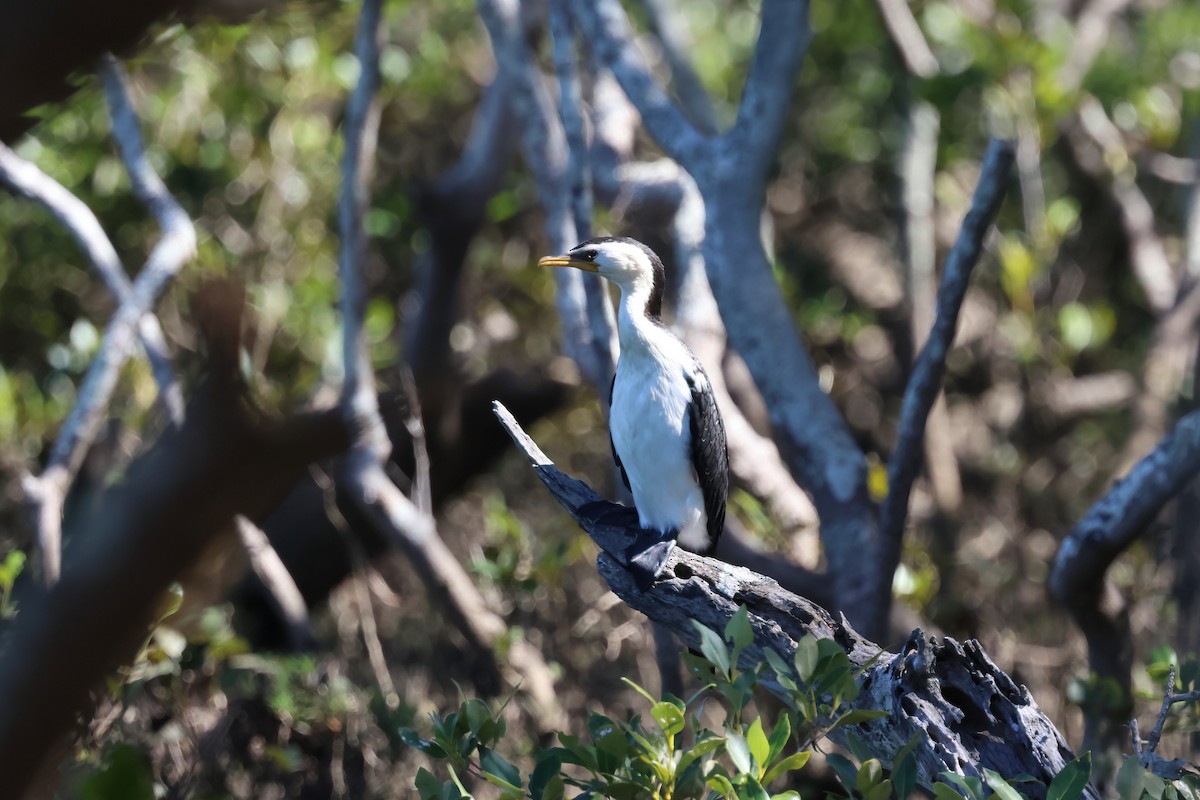 Little Pied Cormorant - ML641373470
