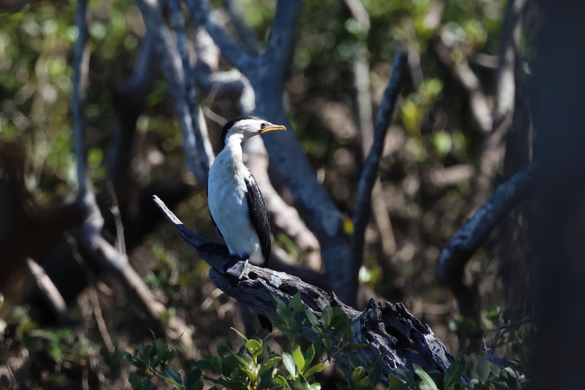 Little Pied Cormorant - ML641373471