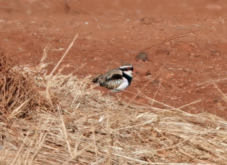 Black-fronted Dotterel - ML641373520