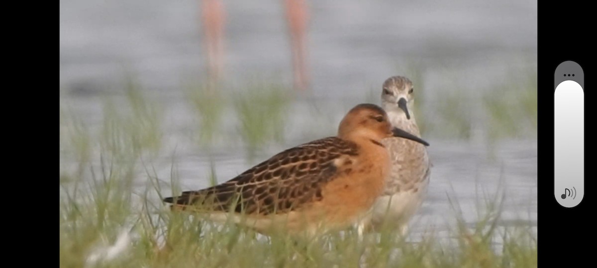 Kampfläufer - ML641373530