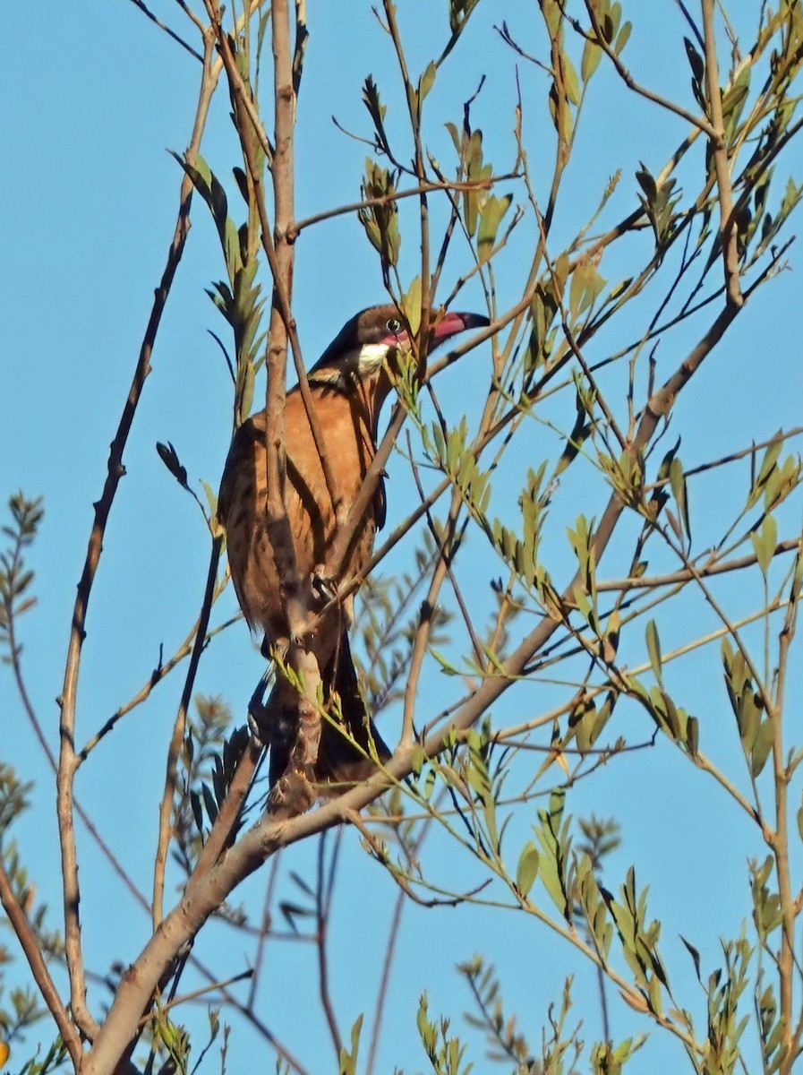 Spiny-cheeked Honeyeater - ML641373536