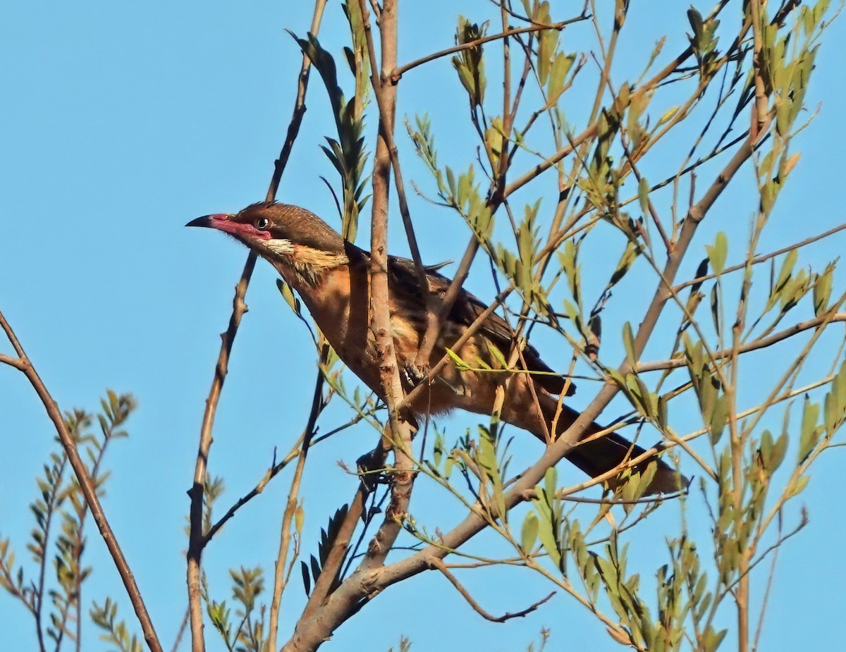 Spiny-cheeked Honeyeater - ML641373537