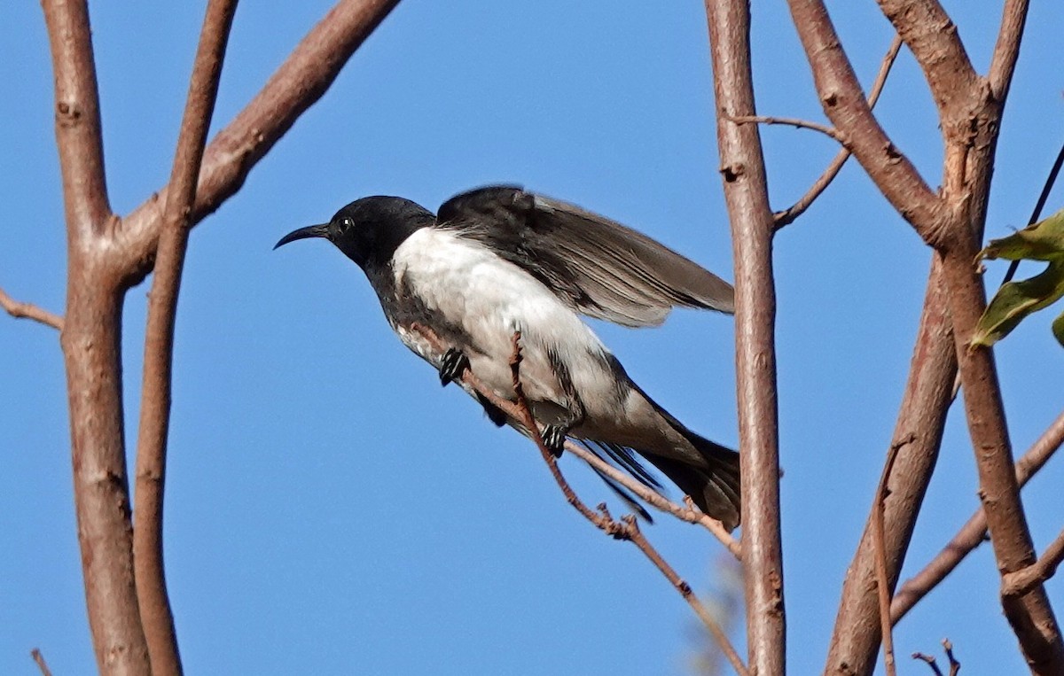 Black Honeyeater - ML641373569