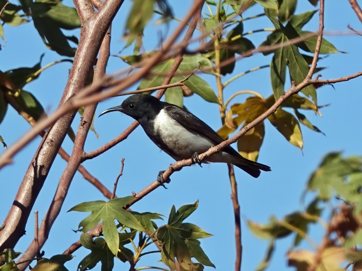 Black Honeyeater - ML641373570