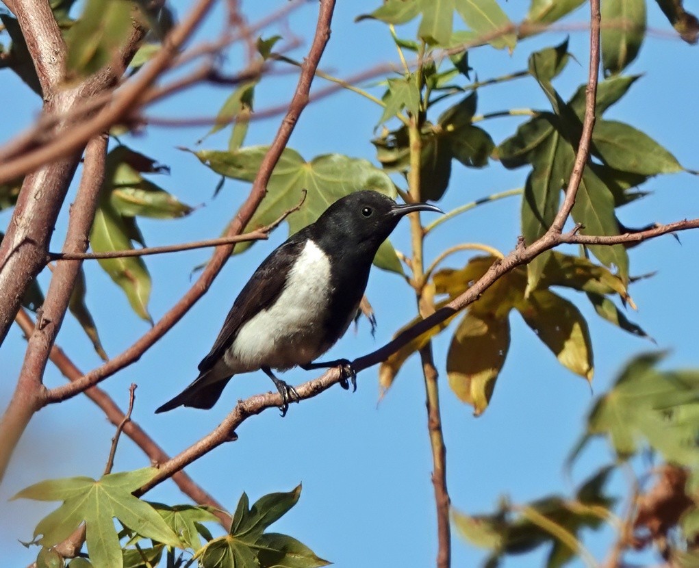 Black Honeyeater - ML641373571
