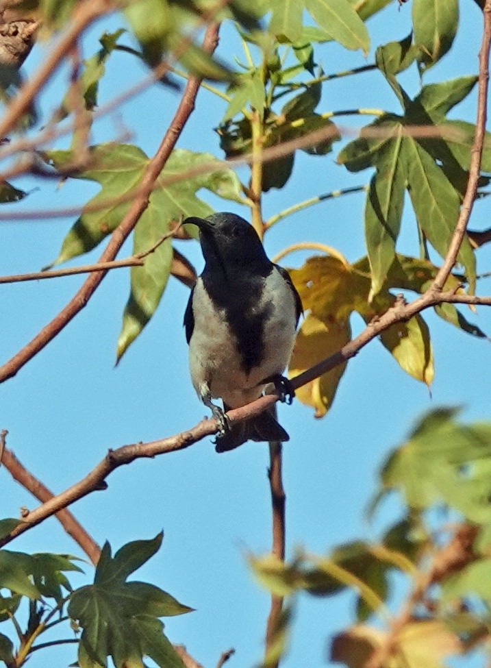 Black Honeyeater - ML641373572