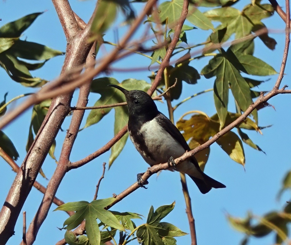 Black Honeyeater - ML641373573
