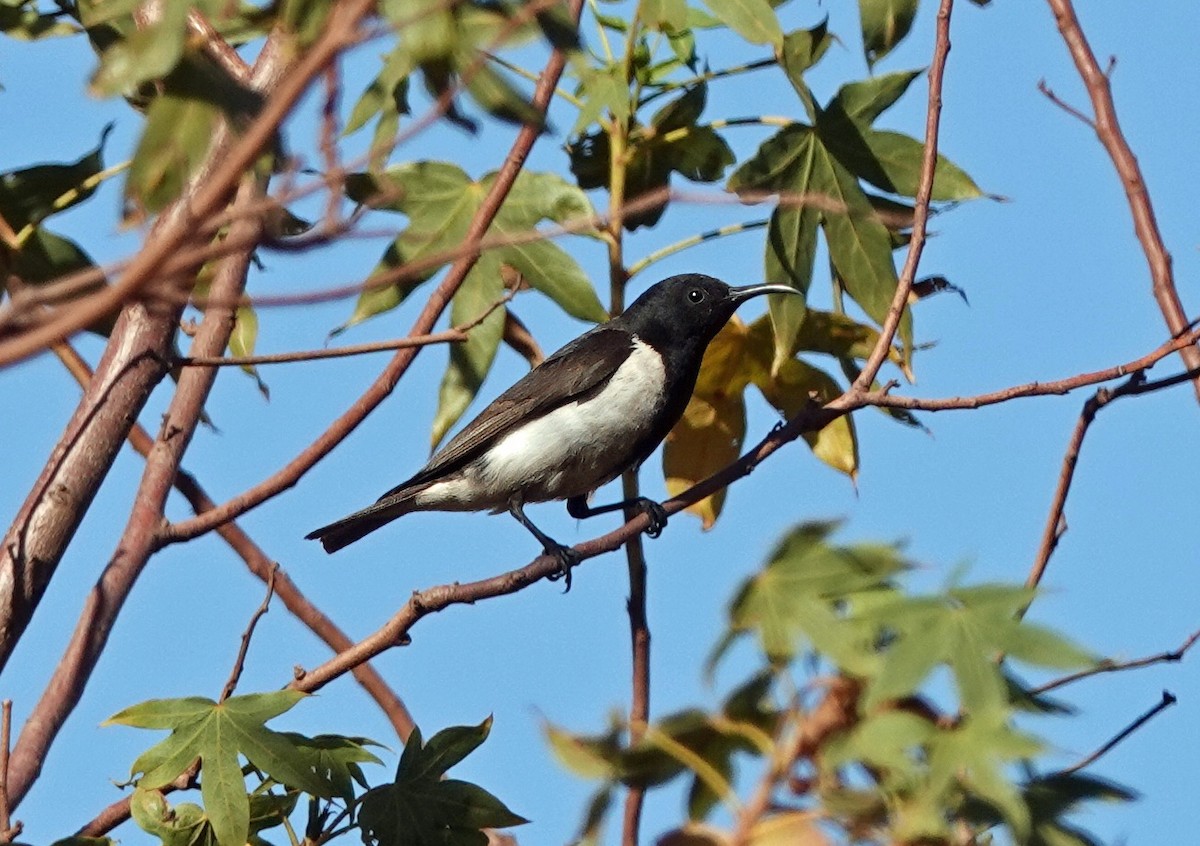 Black Honeyeater - ML641373574