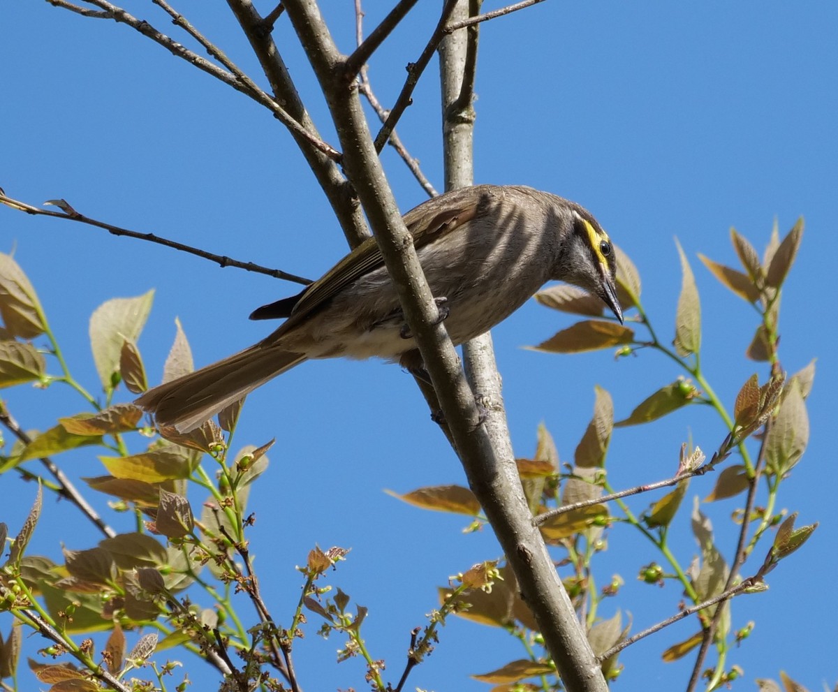 Yellow-faced Honeyeater - ML641373575