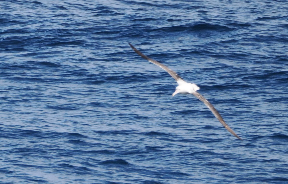 Northern/Southern Royal Albatross - ML641373588