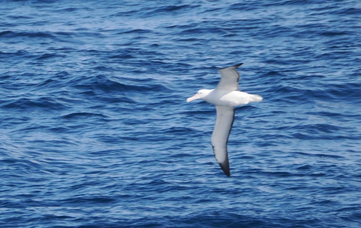 Northern/Southern Royal Albatross - ML641373589
