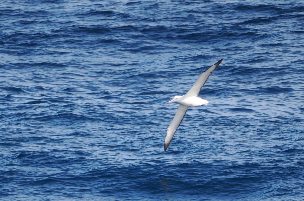 Northern/Southern Royal Albatross - ML641373590