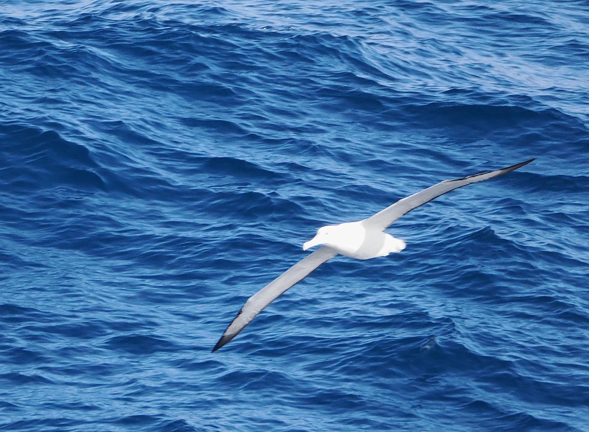 Northern/Southern Royal Albatross - ML641373592