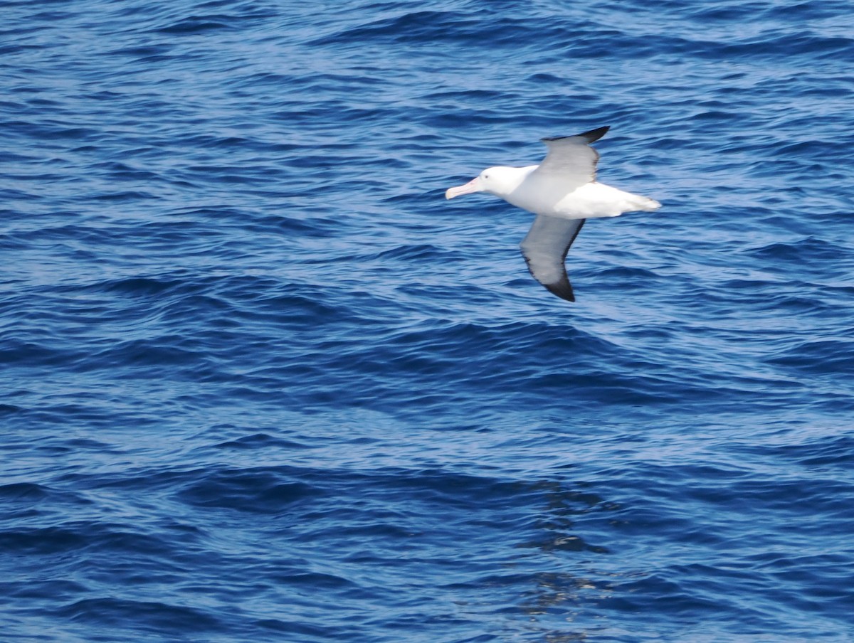 Northern/Southern Royal Albatross - ML641373593