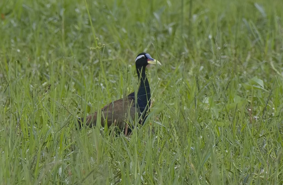 Bronze-winged Jacana - ML641373606