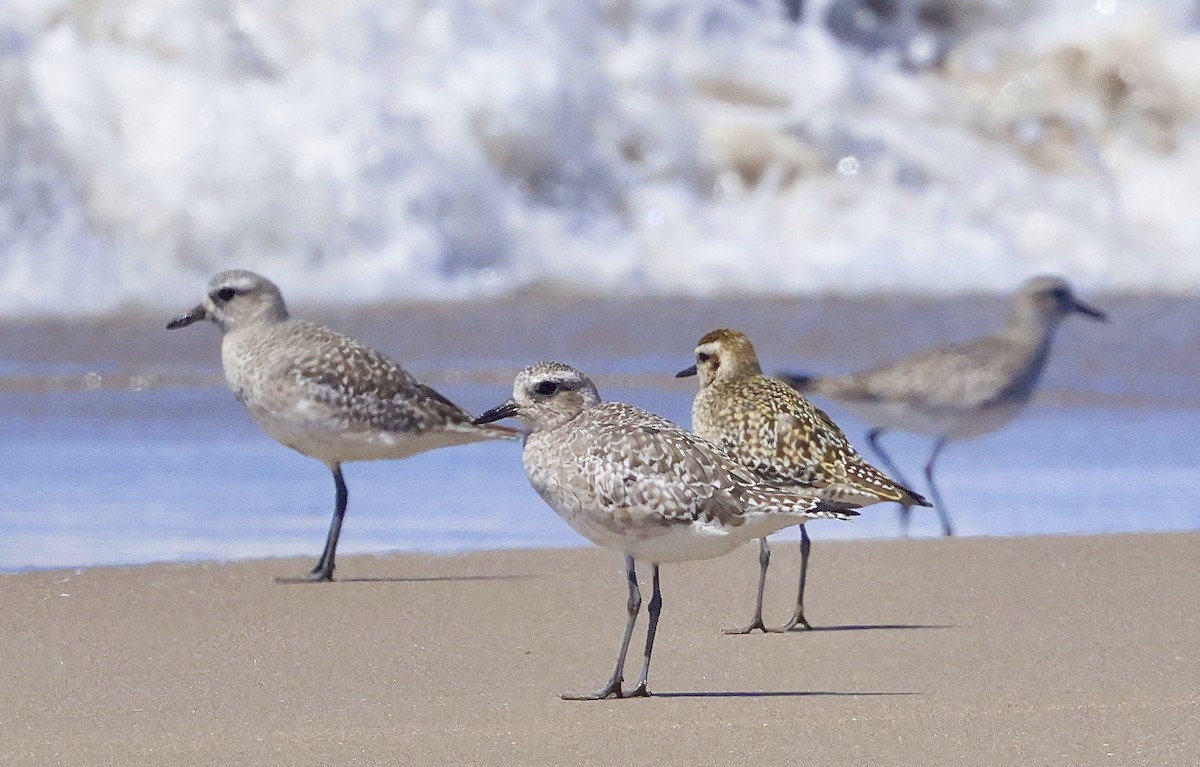 Pacific Golden-Plover - ML641373633