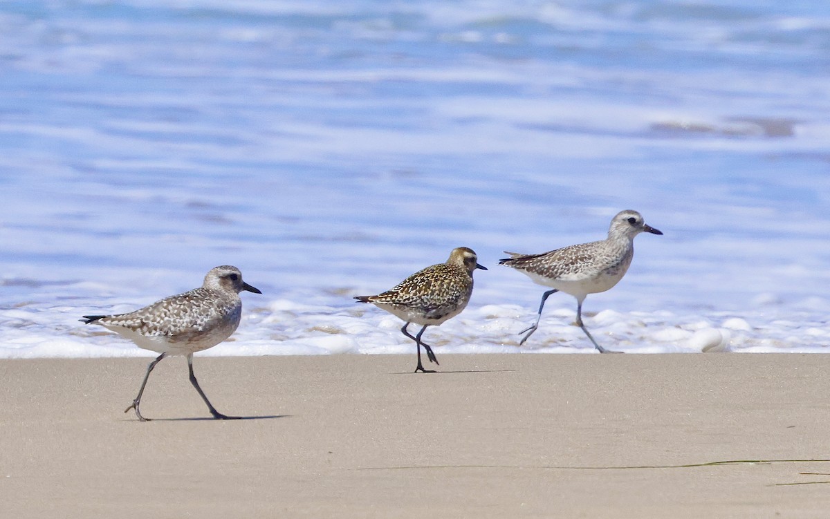 Pacific Golden-Plover - ML641373639