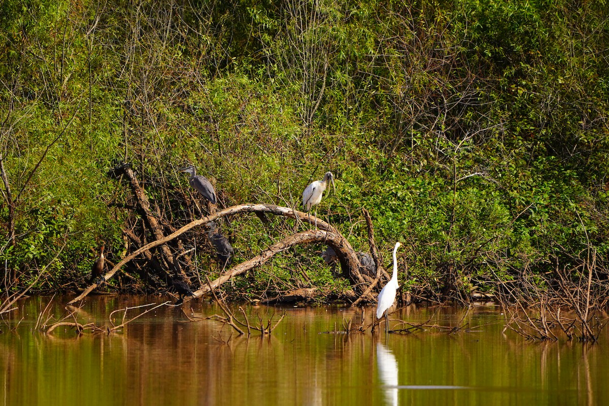amerikastork - ML641373643
