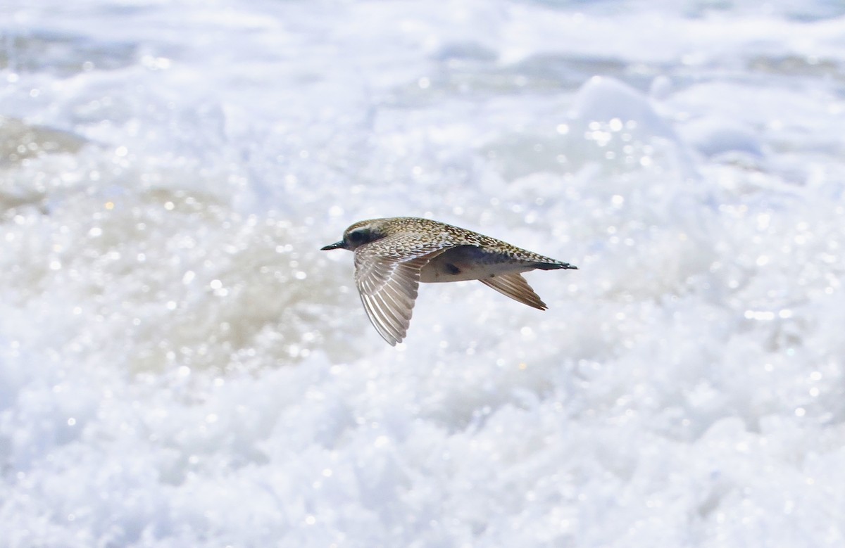 Pacific Golden-Plover - ML641373645