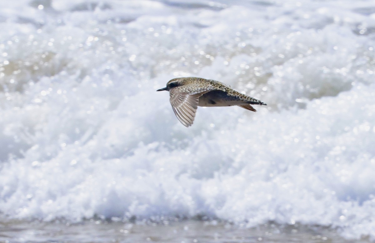 Pacific Golden-Plover - ML641373649