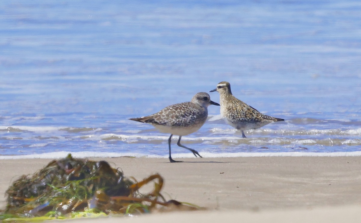 Pacific Golden-Plover - ML641373654
