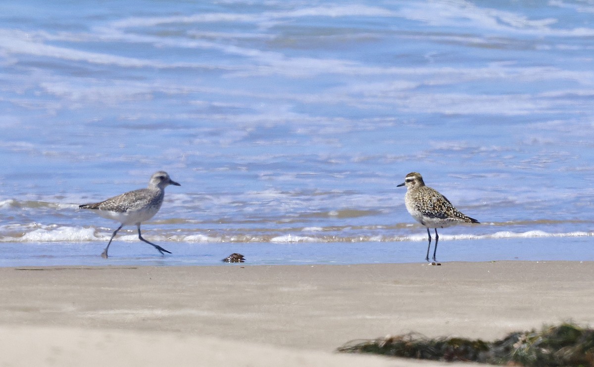 Pacific Golden-Plover - ML641373661
