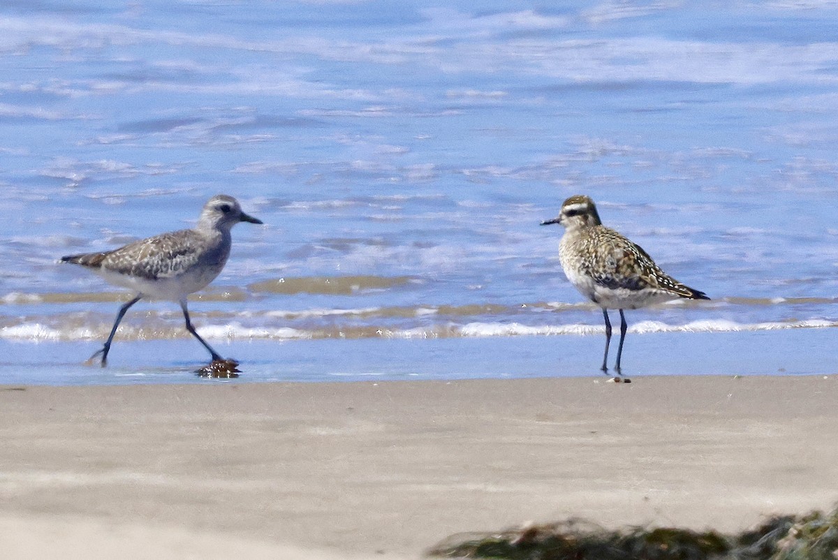 Pacific Golden-Plover - ML641373664
