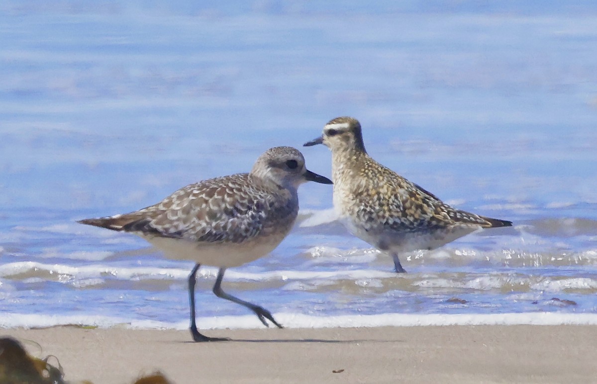 Pacific Golden-Plover - ML641373669