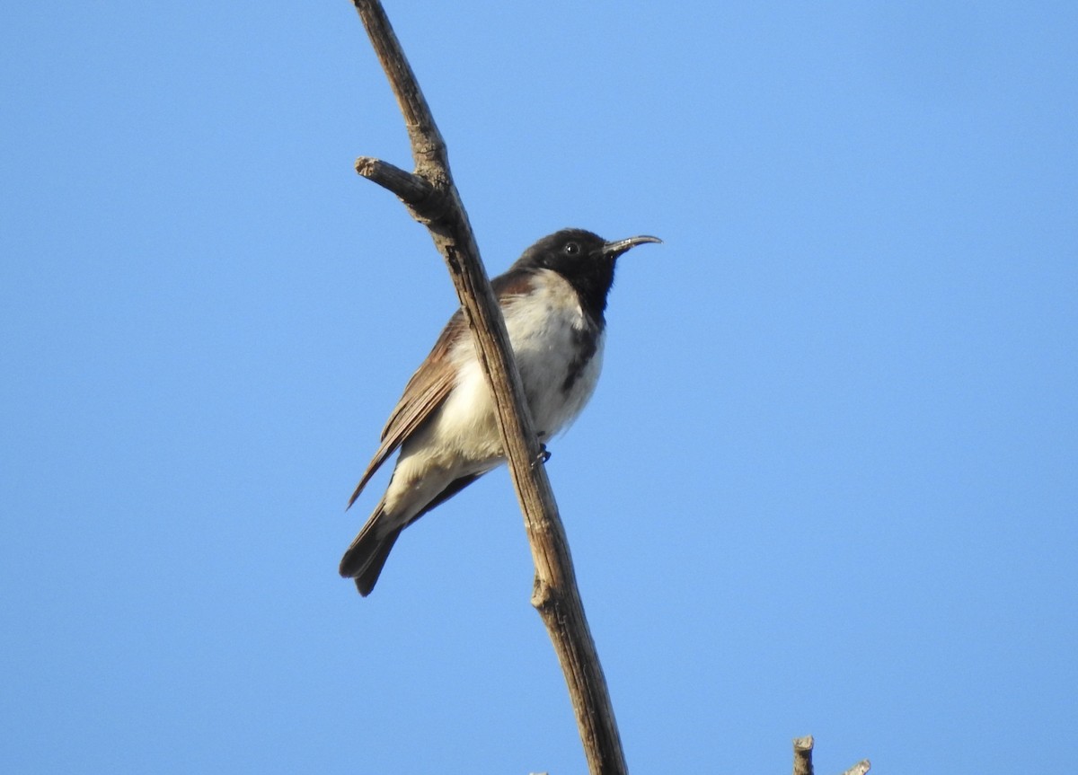 Black Honeyeater - ML641373673