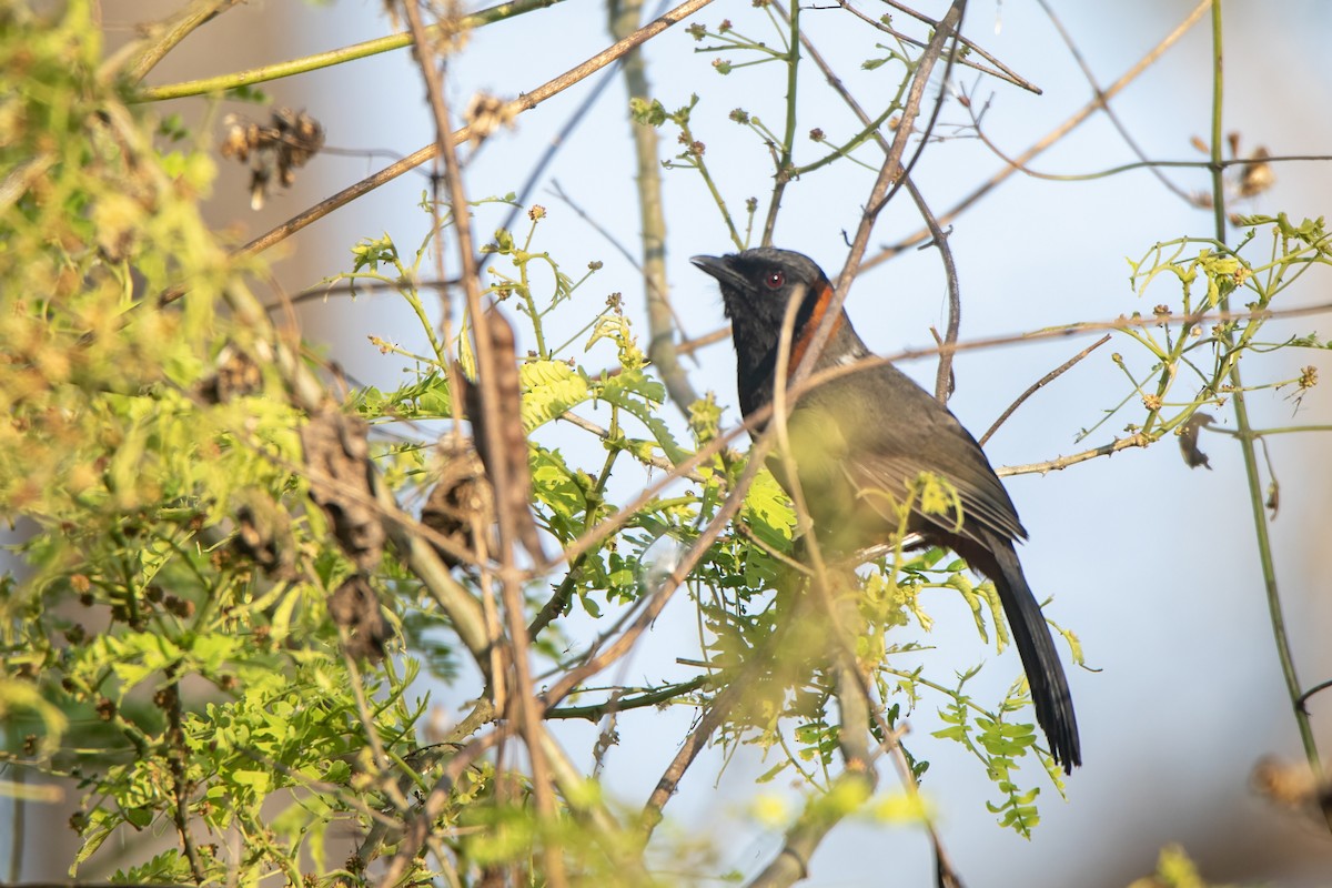Rufous-necked Laughingthrush - ML641373677