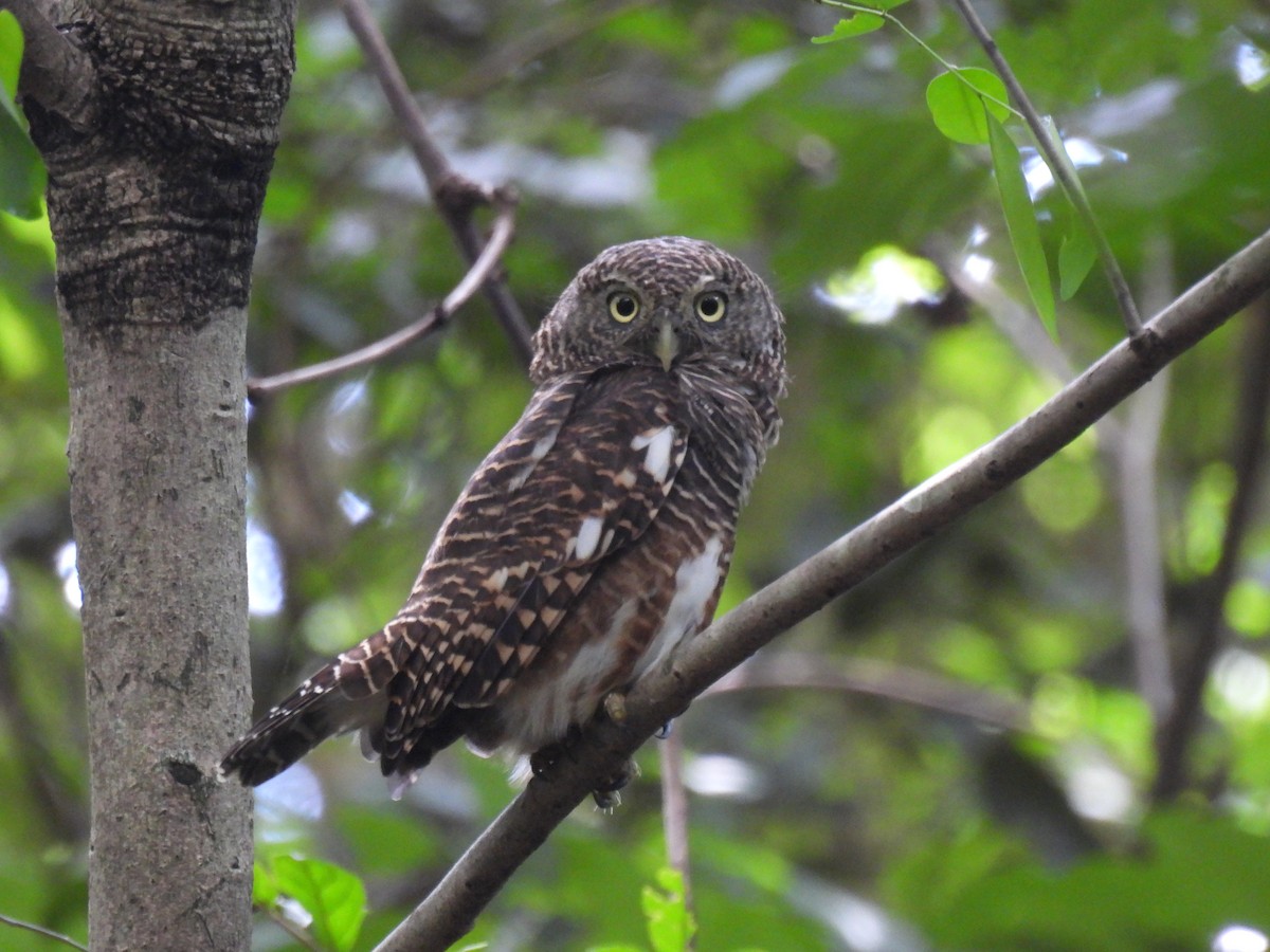 Asian Barred Owlet - ML641373690