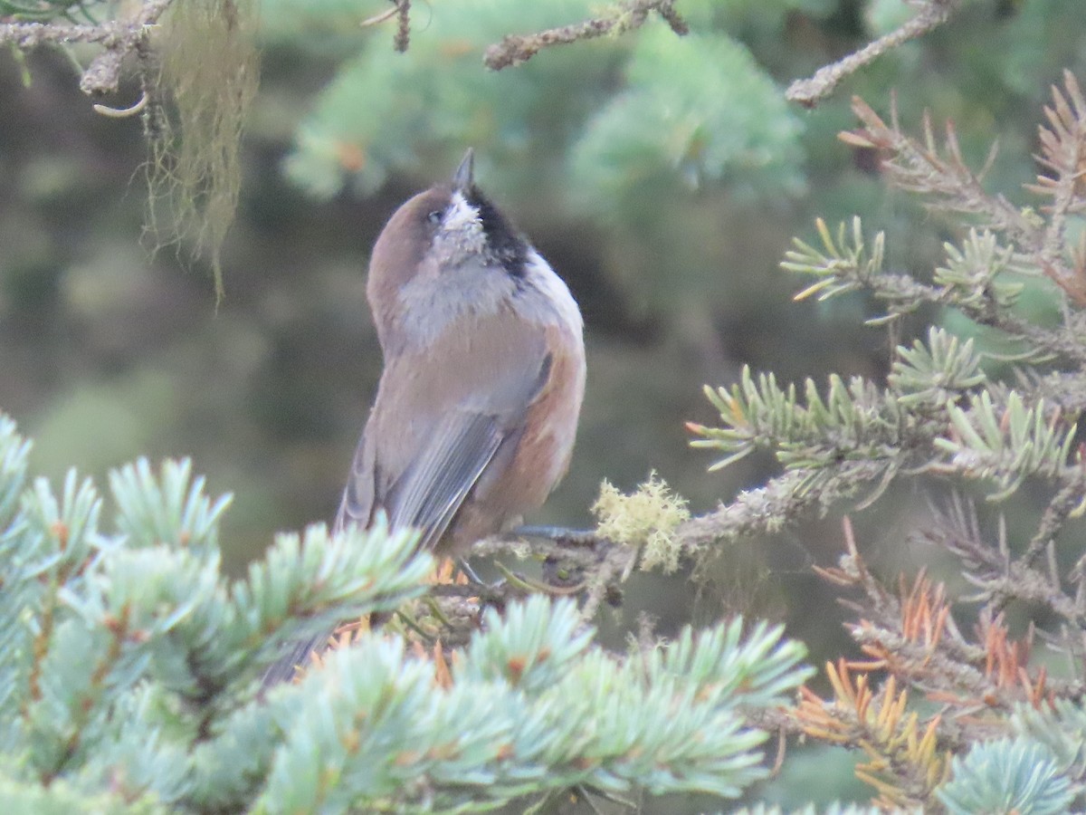 Boreal Chickadee - ML641373720