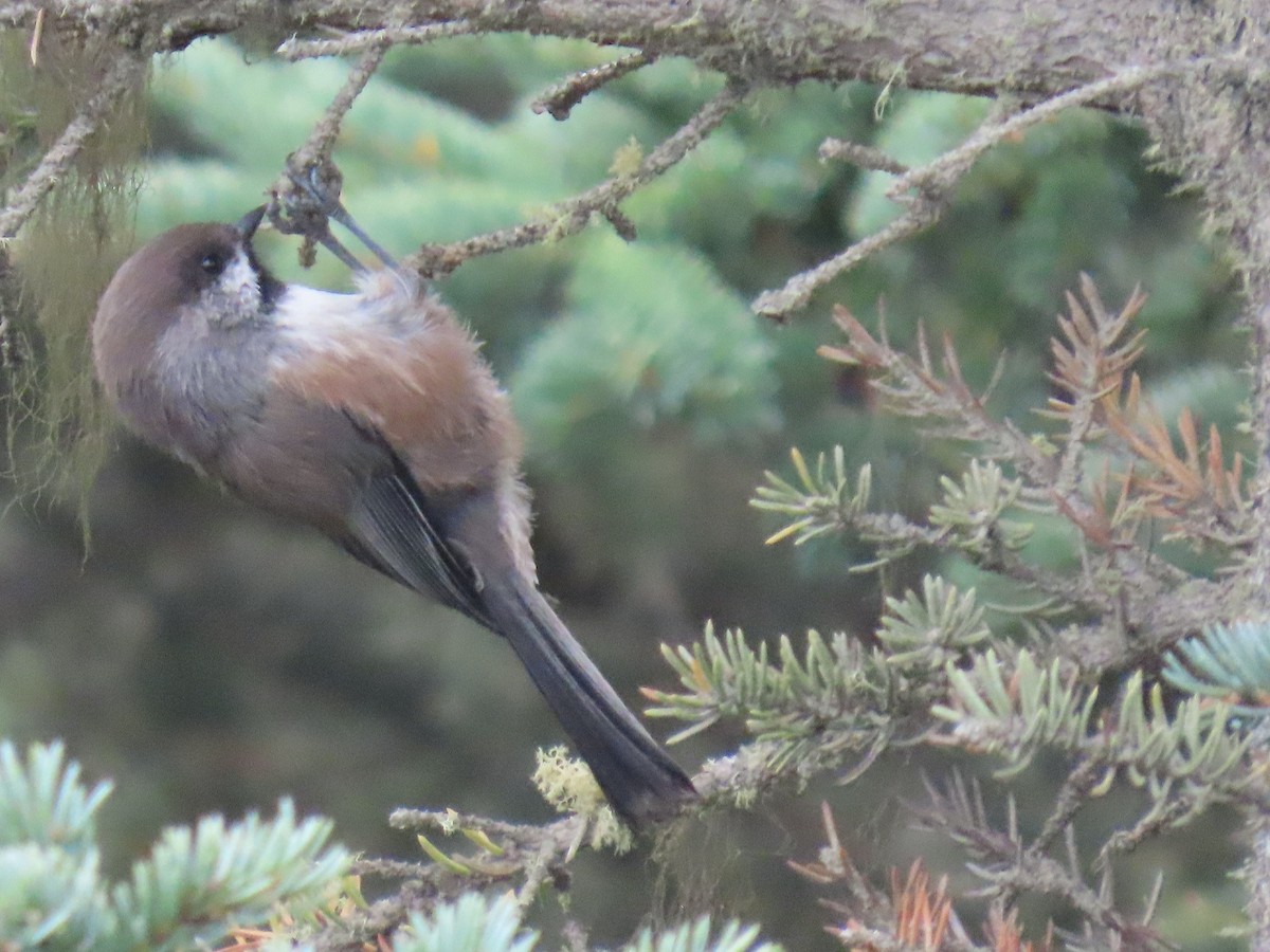 Boreal Chickadee - ML641373721