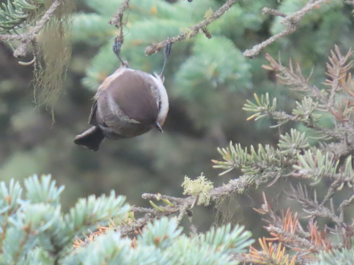 Boreal Chickadee - ML641373722