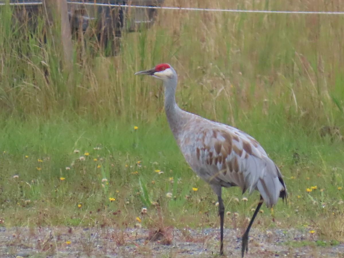 Sandhill Crane - ML641373759