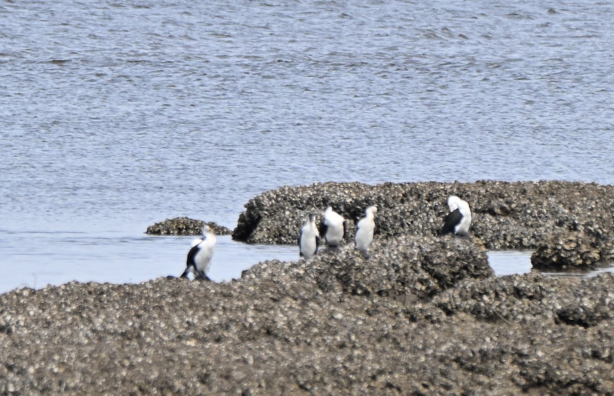 Little Pied Cormorant - ML641373778