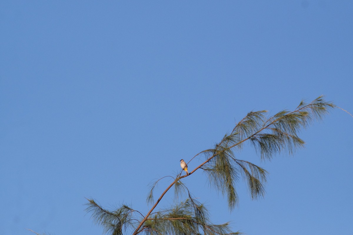 Bulbul urre-ipurdia - ML641373780